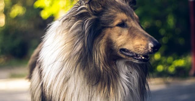 Pies Lassie: Dlaczego ta historia wciąż porusza widzów? Pies Lassie: Dlaczego ta historia wciąż porusza widzów?